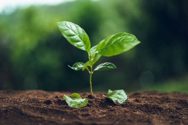 SEED